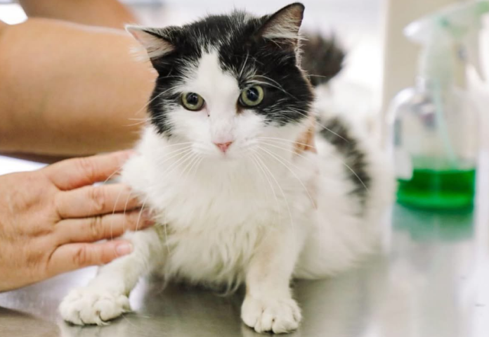 Un gato es atendido en un centro veterinario. Imagen de referencia. Foto: Cortesía.