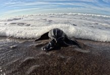 Liberan 62 tortugas baule recién nacidas en playa de Ahuachapán