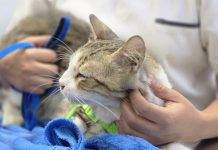 Brote de panleucopenia felina en el territorio, señala director de Chivo Pets