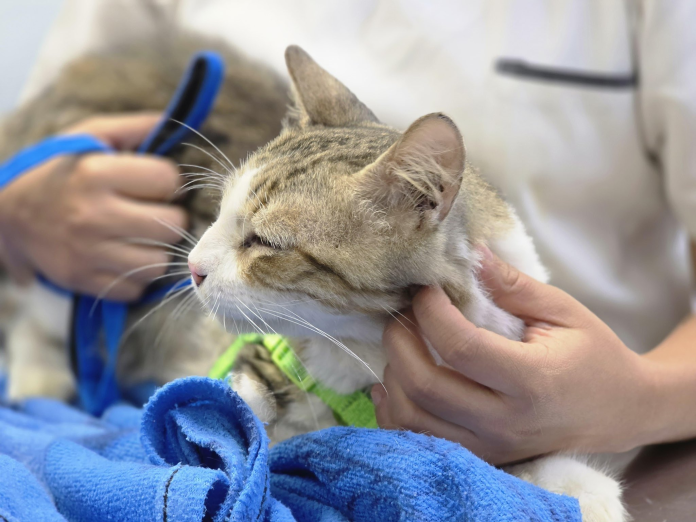 gato, mascotas, veterinaria. Imagen de referencia. Foto: Cortesía.