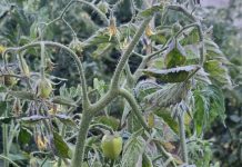 Bajas temperaturas mantienen en alerta a productores agrícolas en la zona norte de Chalatenango