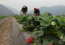 Proponen reforma para exigir declaración sobre trabajo forzoso en importaciones