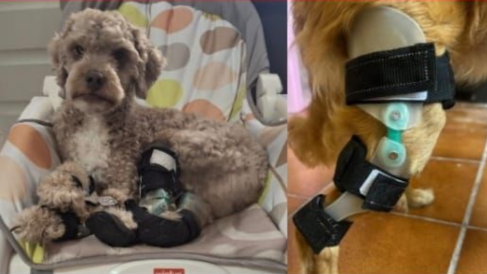 Prótesis para perros en El Salvador, un proyecto que nació por amor a una mascota. Imagen de referencia. Foto: Cortesía.