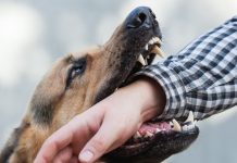 Dueño de perro pagará $765 a víctima por mordedura Foto: Cortesía.