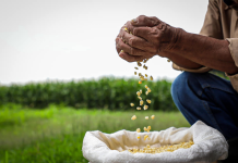Productores señalan que no debería haber alzas fuertes en el precio del maíz