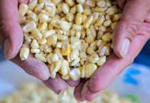 Defensoría investiga incrementos en el precio del maíz tras detectar valores superiores a $25 por quintal