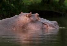 Magnate indio ofrece salvar a 80 hipopótamos colombianos