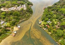 Científicos de la UES analizan muestras de cianobacterias que proliferaron en el Lago de Coatepeque Foto: Cortesía.