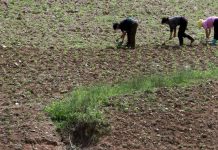 Corea del Norte sufre «sequía sin precedentes»