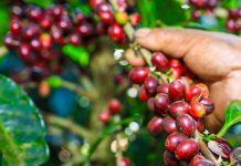 Café salvadoreño suma nueva comercializadora en Japón y amplía su presencia en Tokio