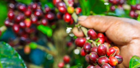 Café salvadoreño suma nueva comercializadora en Japón y amplía su presencia en Tokio