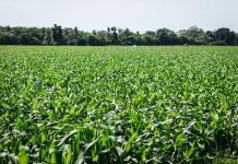 CAMPO recomiendan iniciar siembra tras establecimiento de lluvias en junio