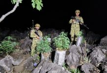 Localizan plantación de marihuana en Izalco Foto: Cortesía.