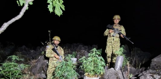 Localizan plantación de marihuana en Izalco Foto: Cortesía.