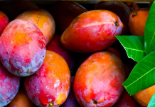 Expo Mango 2026 este fin de semana: qué encontrarás en Zacatecoluca por $2 de entrada