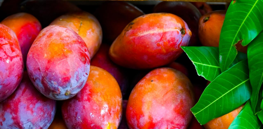 Expo Mango 2026 este fin de semana: qué encontrarás en Zacatecoluca por $2 de entrada