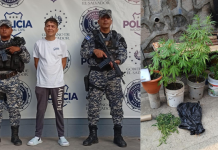 Capturan a sujeto acusado de cultivar marihuana en Ilopango