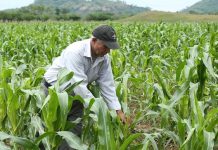Agricultores inician siembra de granos básicos ante la llegada de las primeras lluvias Foto: Cortesía.