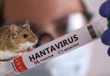 Hantavirus: Colegio Médico explica por qué El Salvador está libre de peligro Foto: Cortesía.