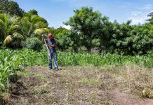 Productores agrícolas de El Salvador en alerta ante un año climático atípico y la amenaza de un «Súper Niño» Foto: Cortesía.