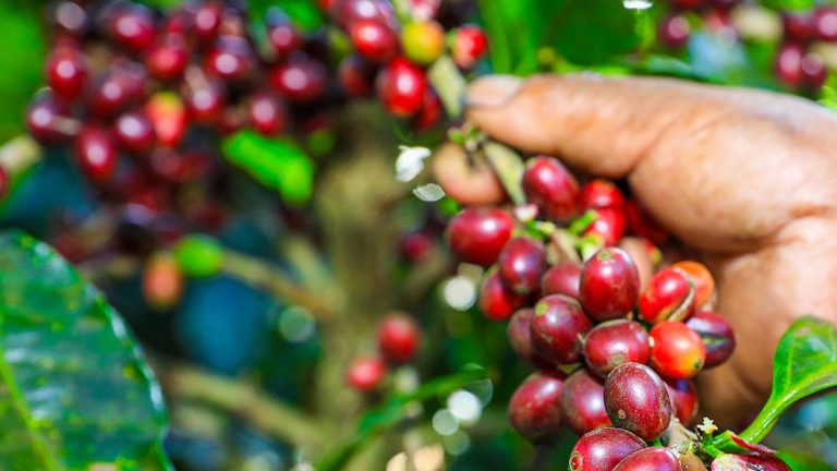 COEXPORT: Exportaciones salvadoreñas registran crecimiento sostenido impulsado por mejores precios del café y mayor volumen de envíos