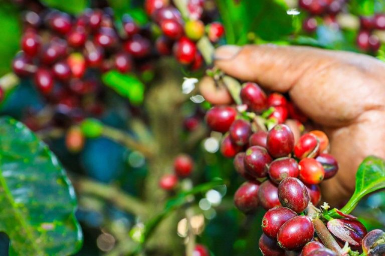 Amplían hasta 2031 vigencia de fideicomiso de apoyo al sector cafetalero