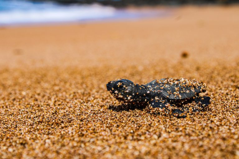 Día Mundial de la Tortuga Marina: destacan esfuerzos de conservación y la importancia de estas especies para los ecosistemas