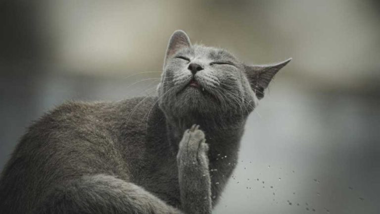 ¿Cómo identificar una alergia en tu mascota? Veterinarios explican los síntomas más comunes