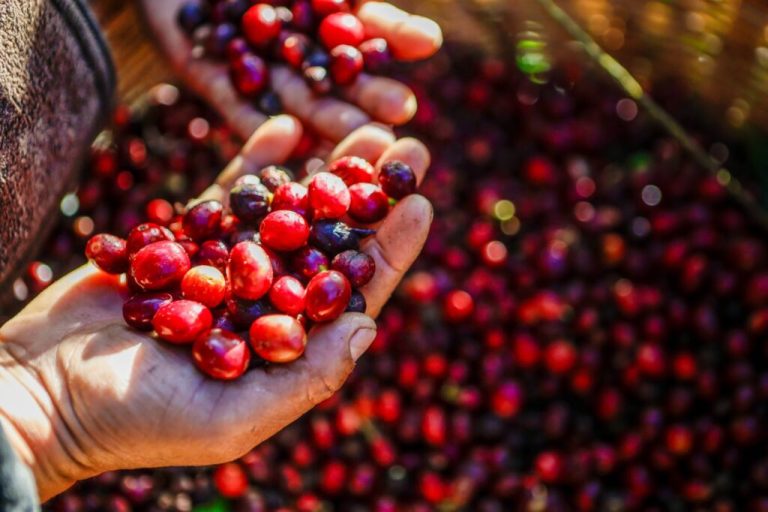 Proponen ampliar vigencia de fideicomiso para el sector cafetalero hasta 2031; ¿Cómo beneficiaría a los productores?