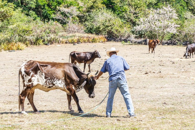 Ganaderos enfrentan mayores costos por la escasez de pasto; Mesa Agropecuaria atribuye la situación a la falta de lluvias