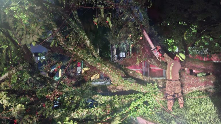 Tormenta del domingo provoca caída de árboles y daños en distintos puntos del país