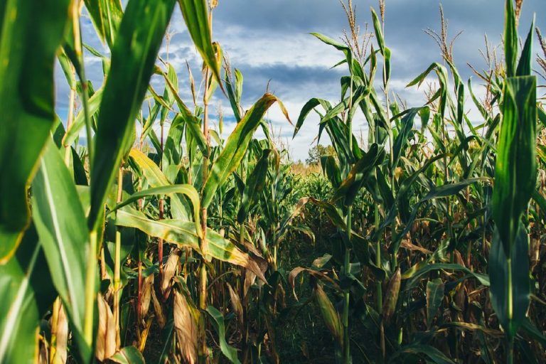 Productores reportan avance de cultivos sembrados al inicio del invierno; persisten afectaciones por falta de lluvias en Oriente